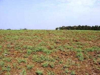Shemitah year fallow field